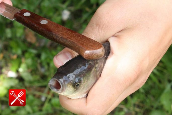 Kaip išvalyti žuvį nuo žvynų: nuo uodegos ar nuo galvos?